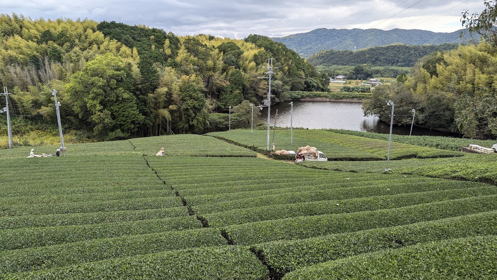 Japanese tea farm